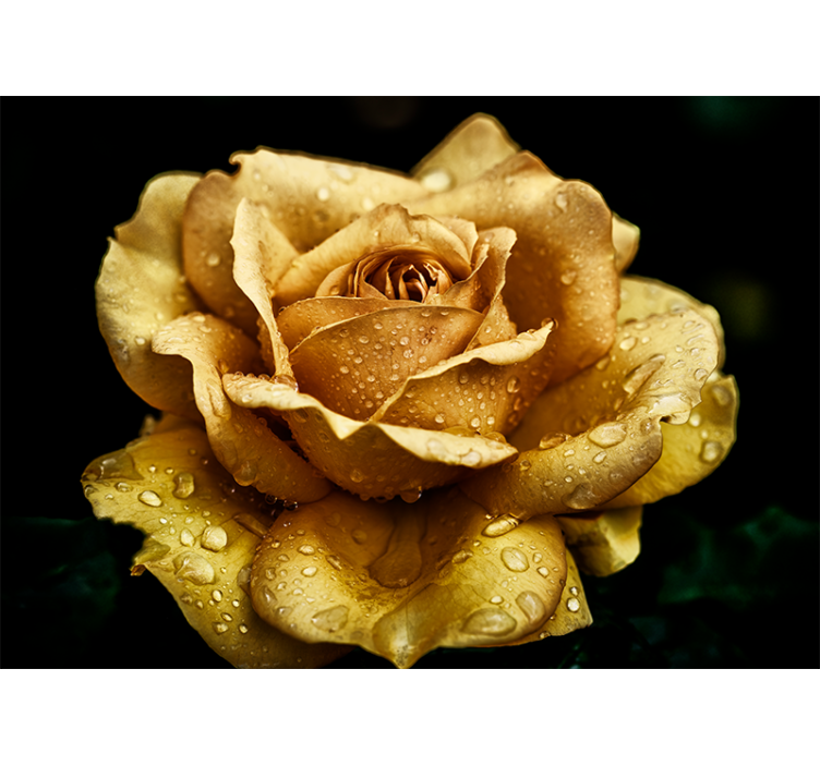 Fotomurais flores Close-up rosa dourada - TenStickers