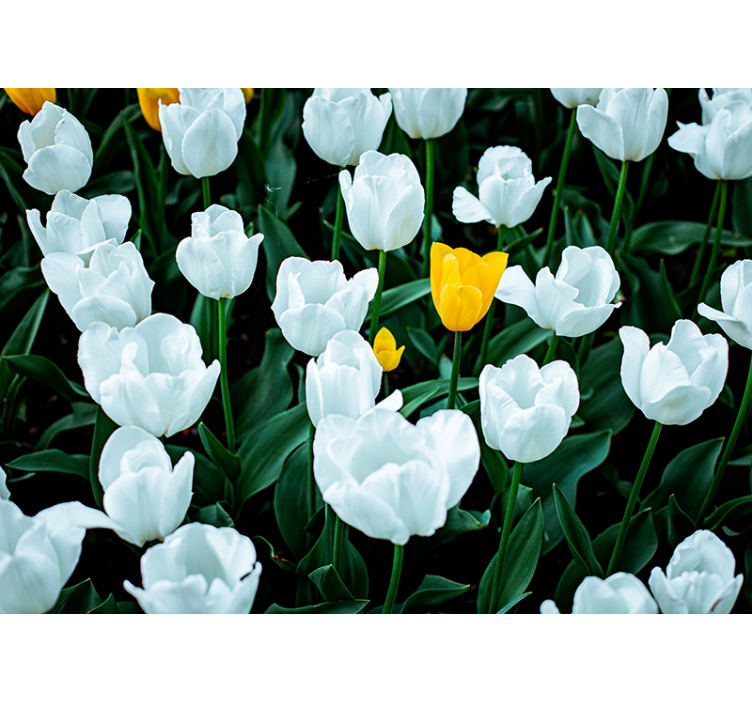 Fotomurais flores Lindas tulipas brancas - TenStickers