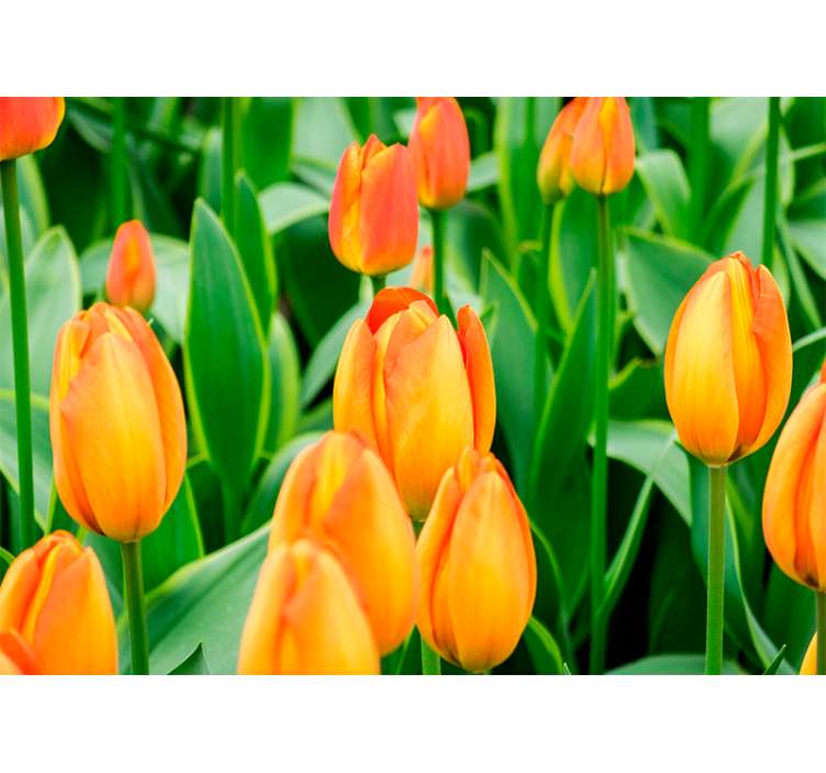 Fotomurais flores Flores de tulipa laranja - TenStickers