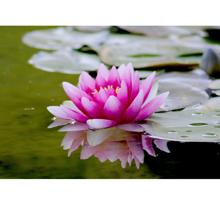 Fotomurais flores Flor rosa zen loto - TenStickers