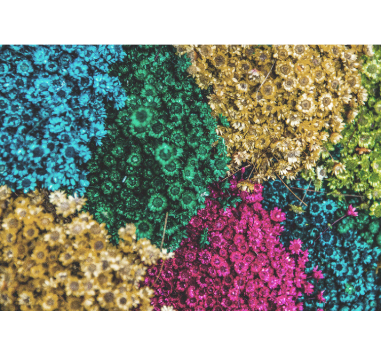 Fotomurais flores Margaridas arco-íris - TenStickers