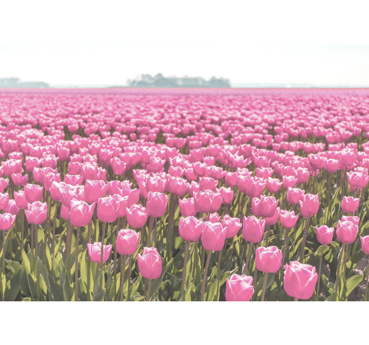 Murais de Parede Campo de tulipa rosa diferente - TenStickers