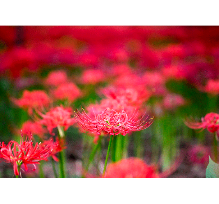 Mural de parede papoilas flores crimsos vibrantes - TenStickers