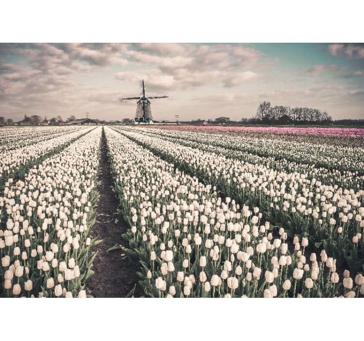 Fotomurais flores paisagem de campo de tulipas - TenStickers