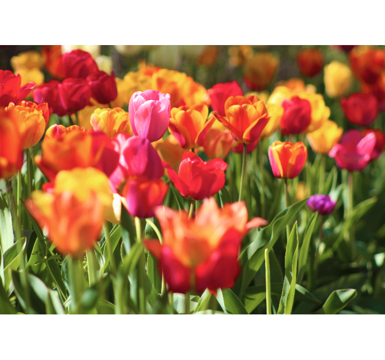 Fotomurais flores campo de tulipas vibrantes - TenStickers
