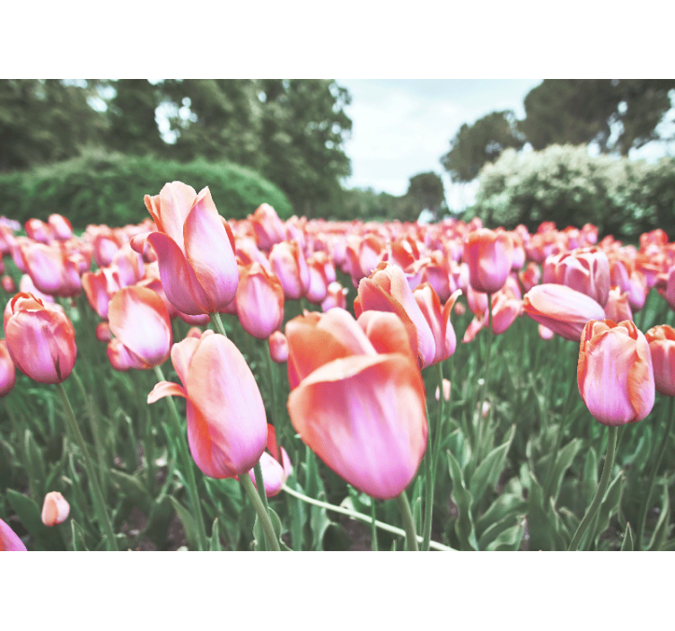 Mural de parede papoilas campo de tulipas em flor - TenStickers