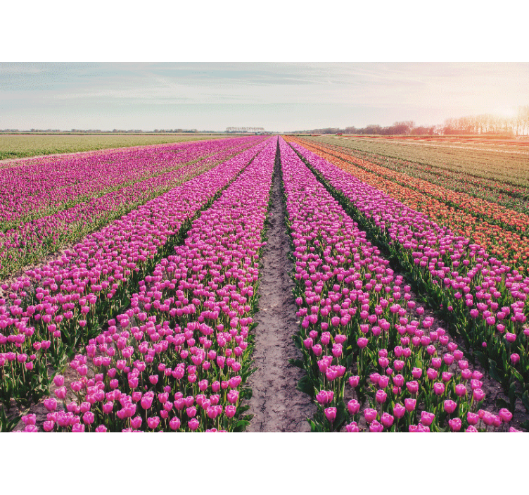 Fotomurais flores paisagem de tulipas - TenStickers