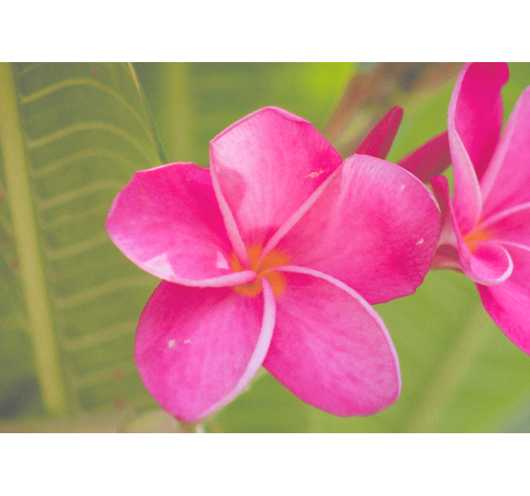 Fotomurais flores acento floral rosa - TenStickers