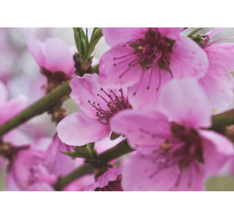 Mural de parede papoilas flores rosas radiantes - TenStickers