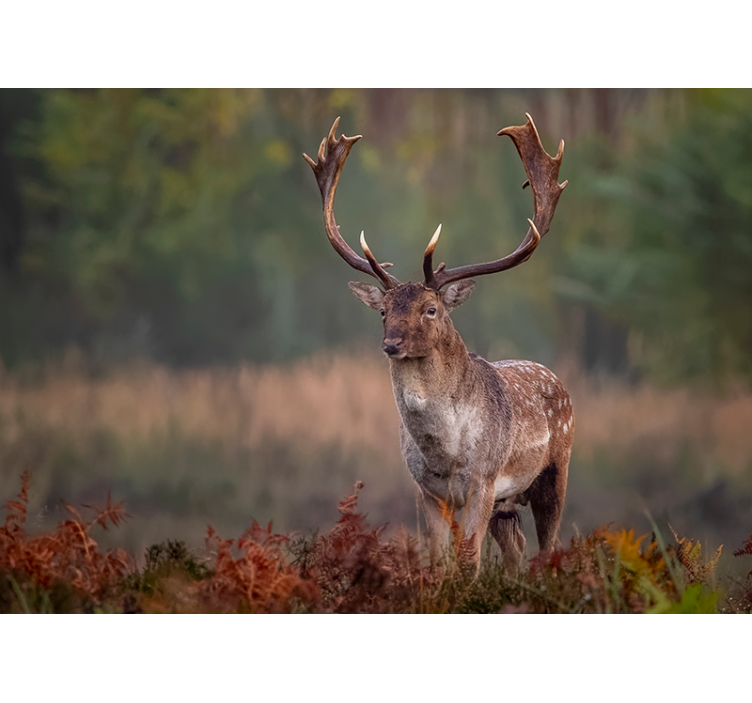 Mural de parede animais presença do veado majestoso - TenStickers