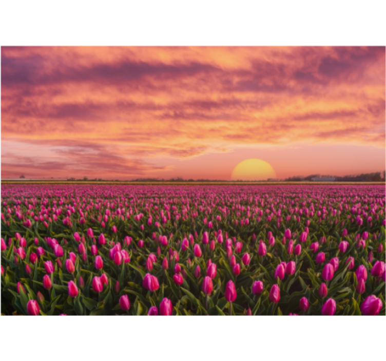 Fotomurais flores Nascer do sol e tulipas - TenStickers