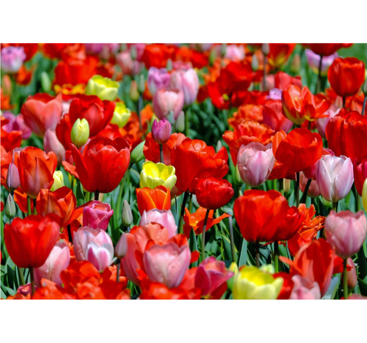 Fotomurais flores campo de tulipas coloridas - TenStickers