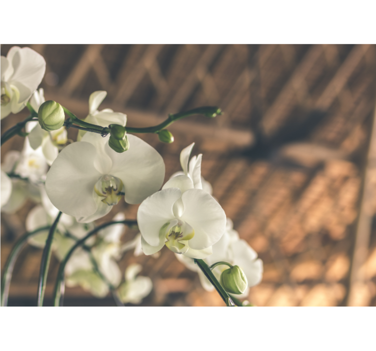 Mural de parede orquídeas flores orquídeas elegantes - TenStickers