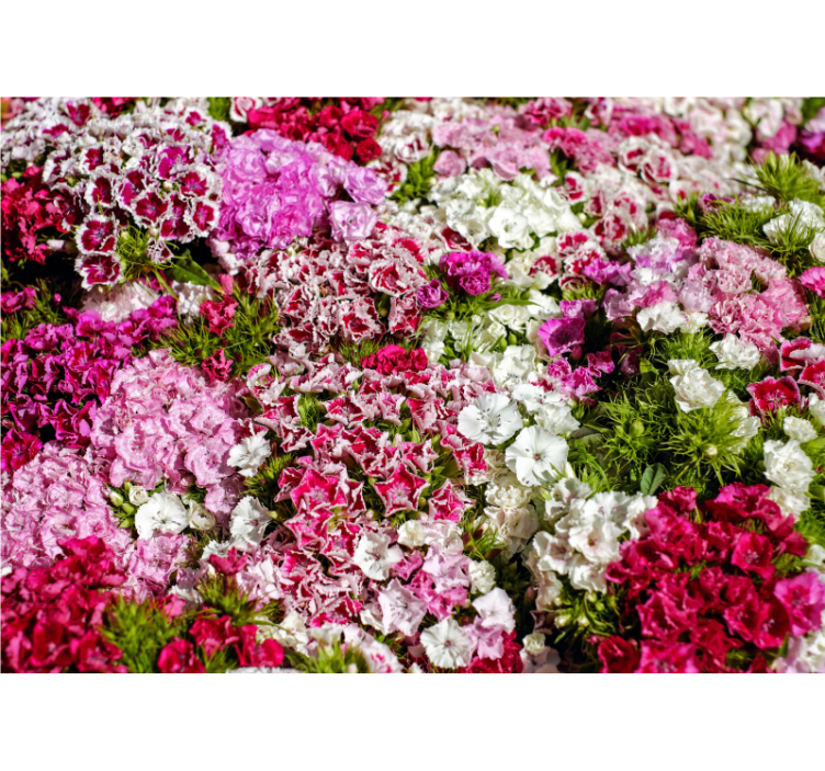 Fotomurais flores jardim floral vibrante - TenStickers