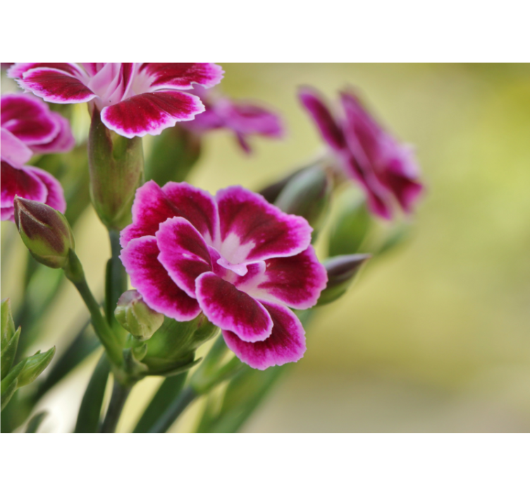 Mural de parede papoilas delícia floral - TenStickers