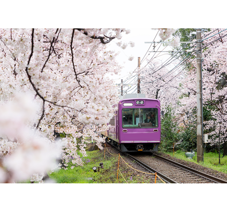 Fotomurais cidades e países trem da flor de cerejeira - TenStickers