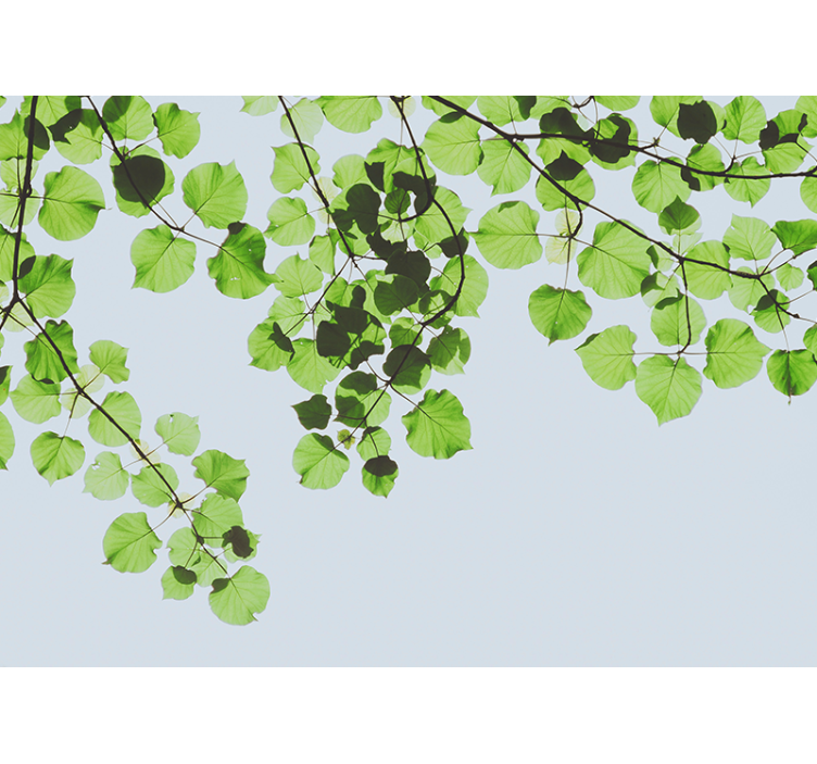 Mural de parede de árvores com dossel de folhas - TenStickers