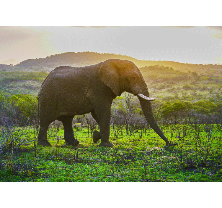 Mural de parede animais cena do elefante majestoso - TenStickers