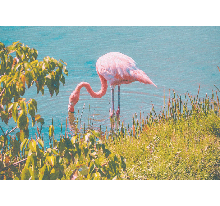 Fotomurais de paisagens Flamingo na água - TenStickers