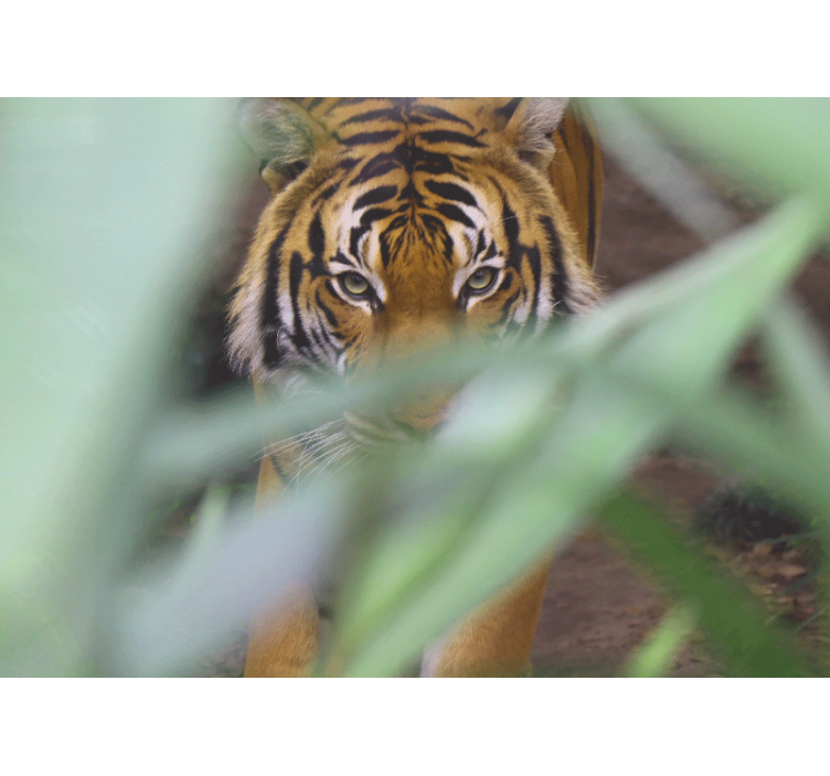 Fotomurais de paisagens Folhas da floresta com cara de tigre - TenStickers