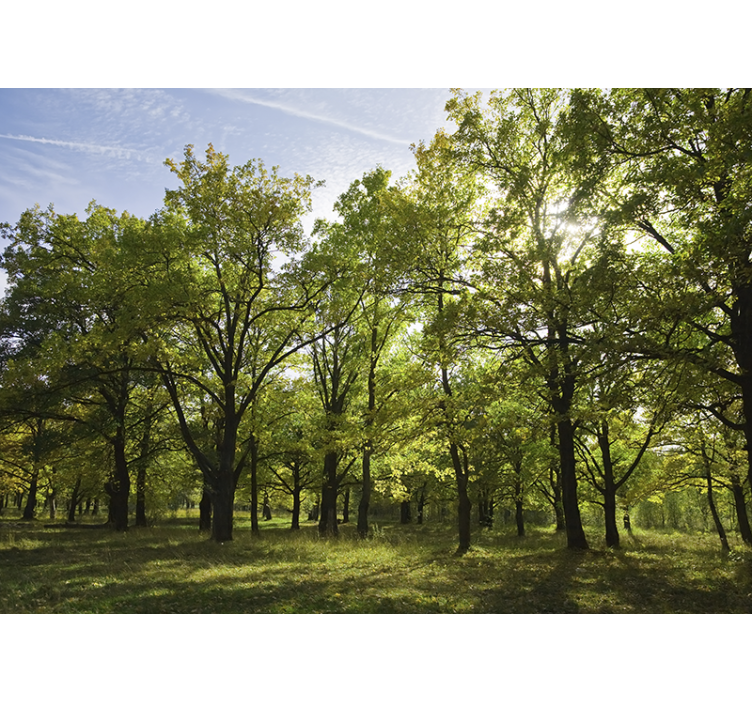 Mural de parede natureza paisagem folhosa vibrante - TenStickers