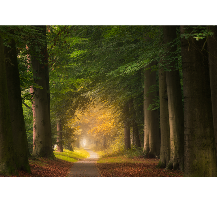 Mural de parede natureza cena de caminho na floresta - TenStickers