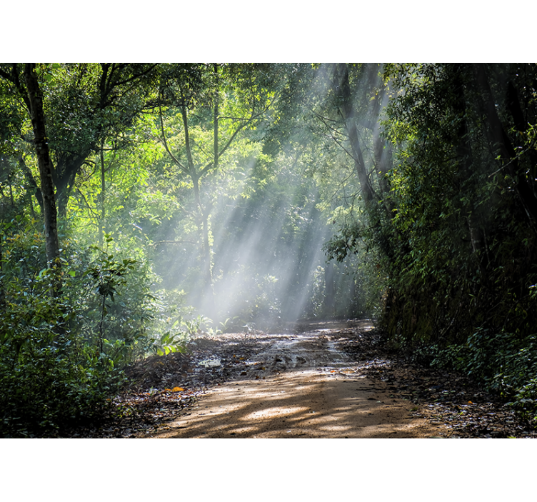 Mural de parede natureza trilha luminescente na floresta - TenStickers
