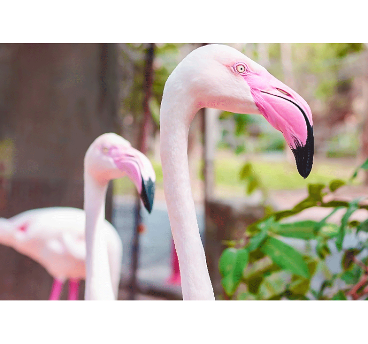 Mural de parede animais par de flamingos elegantes - TenStickers