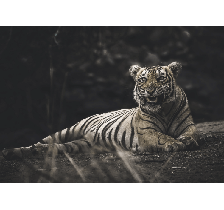 Tigre deitado no fotomural de parede - TenStickers