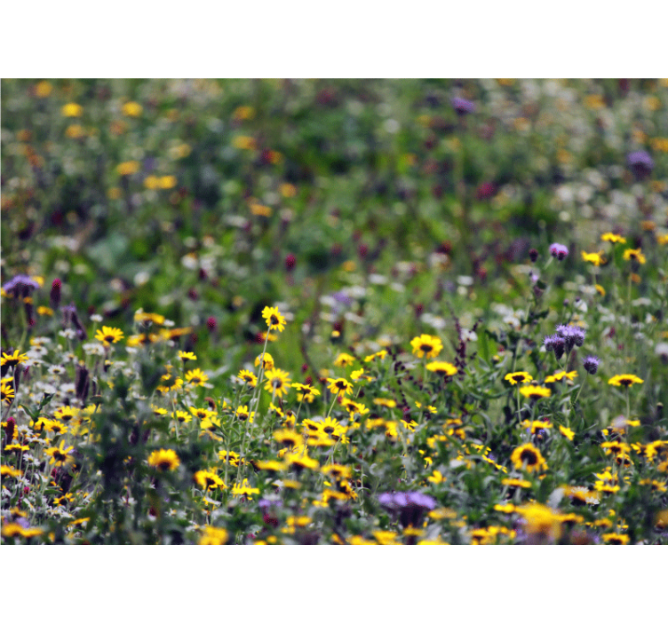 Fotomurais flores flores do campo ensolarado - TenStickers