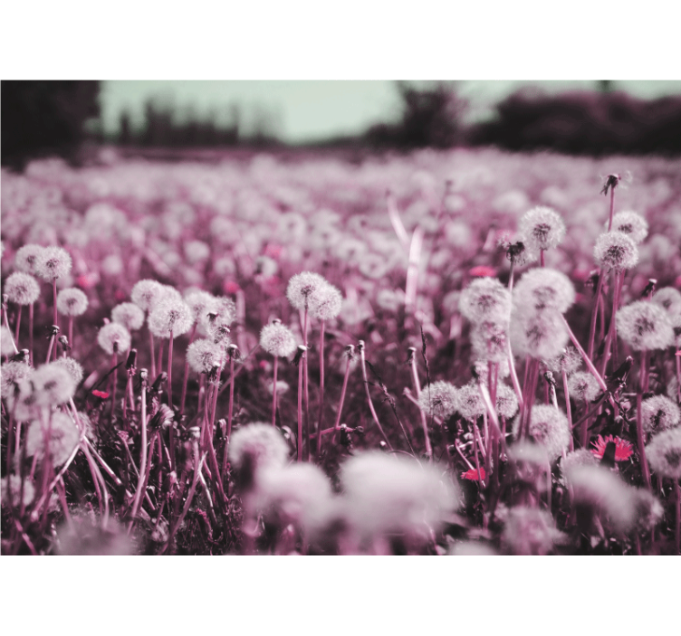 Mural de parede dente de leão cena de campo roxo - TenStickers