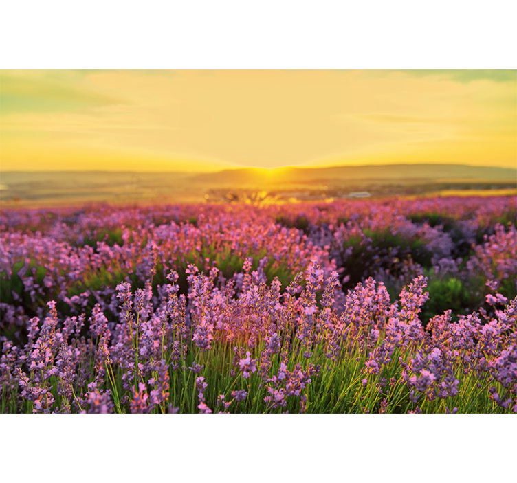 Fotomurais flores campo de lavanda ao anoitecer - TenStickers