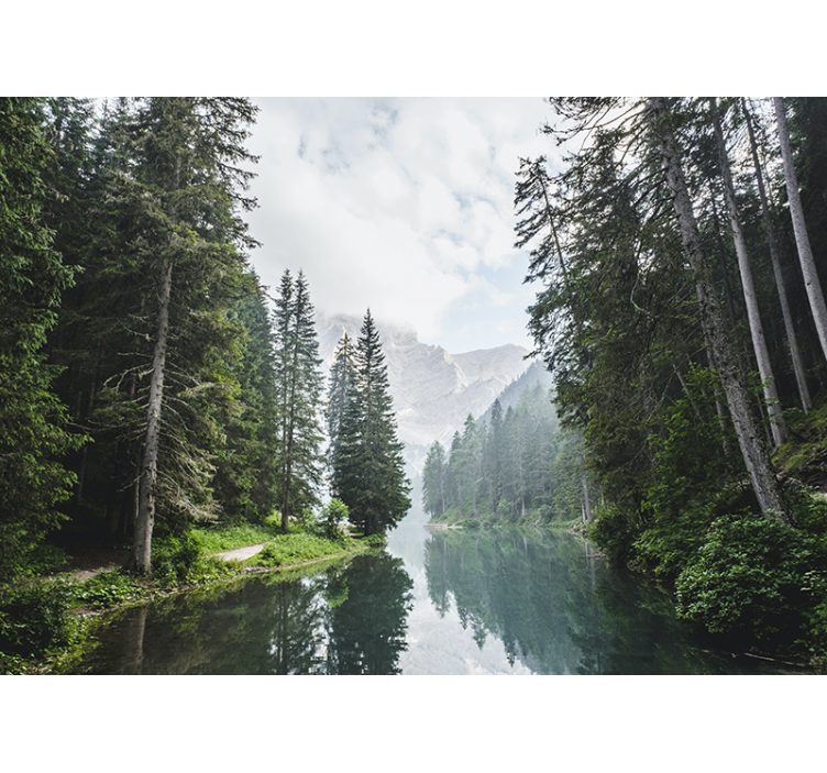 Fotomurais de paisagens eco da floresta tranquila - TenStickers