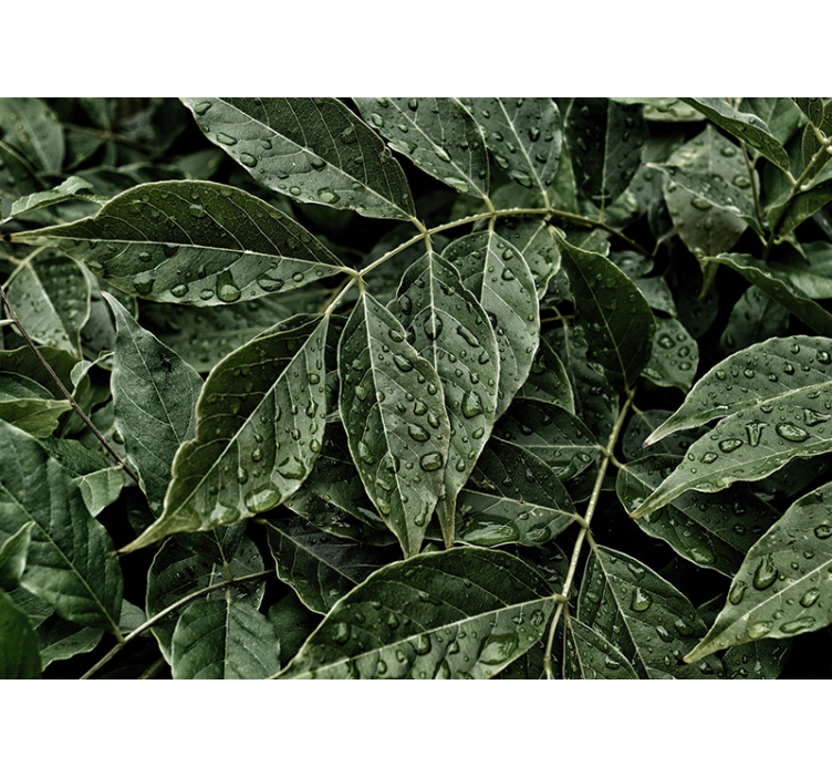 Mural de parede natureza folhagem vibrante - TenStickers