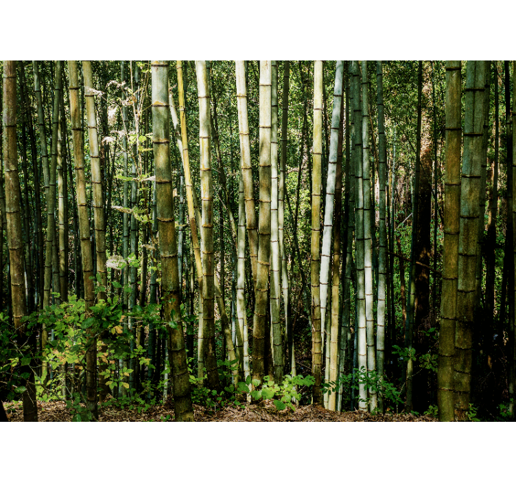 Fotomurais de paisagens Floresta japonesa de bambu - TenStickers