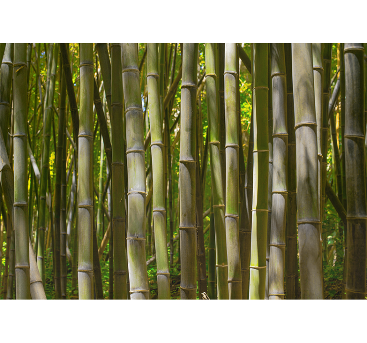 Fotomurais de paisagens Floresta natural de bambu - TenStickers