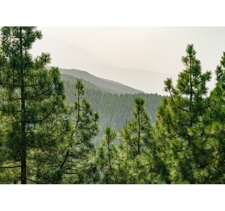 Fotomurais de paisagens Copas das árvores vistas de cima - TenStickers