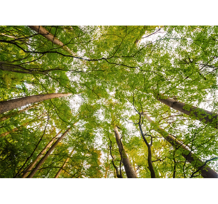 Mural de parede bosques copa verdejante - TenStickers