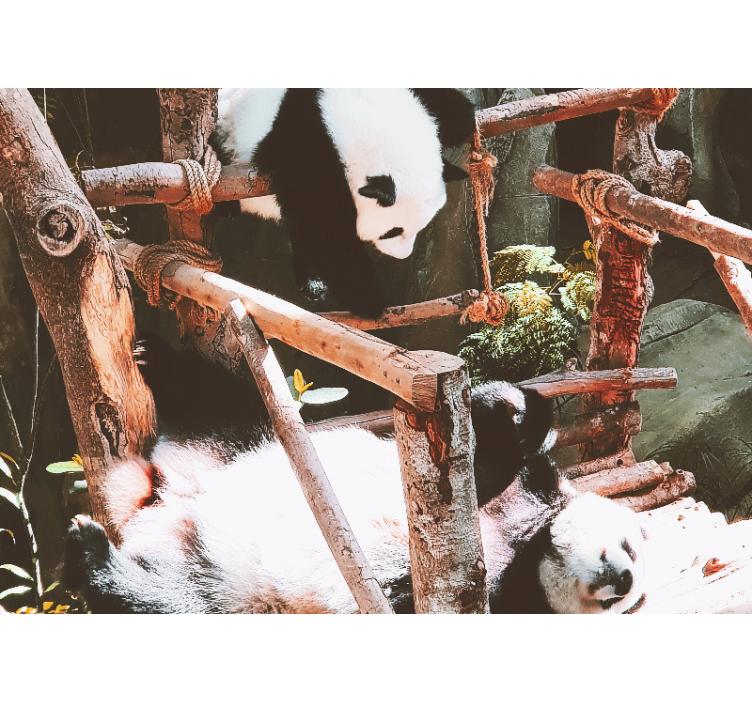 Fotomurais de paisagens Pandas gigantes arrepiantes - TenStickers