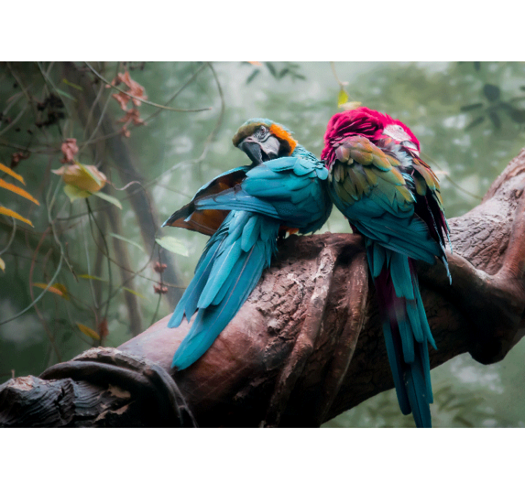 Mural de parede animais apreço dos papagaios coloridos - TenStickers