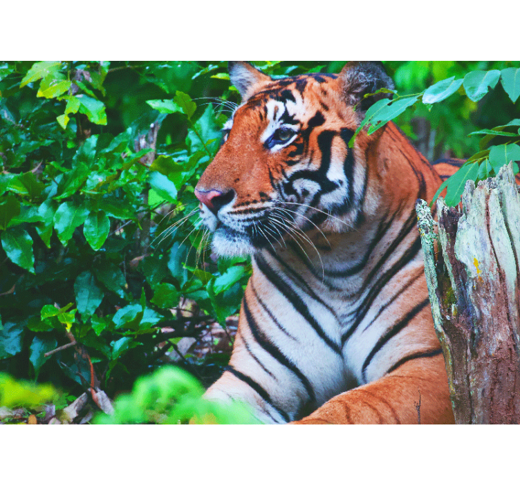 Fotomural selva tigre majestoso observando - TenStickers