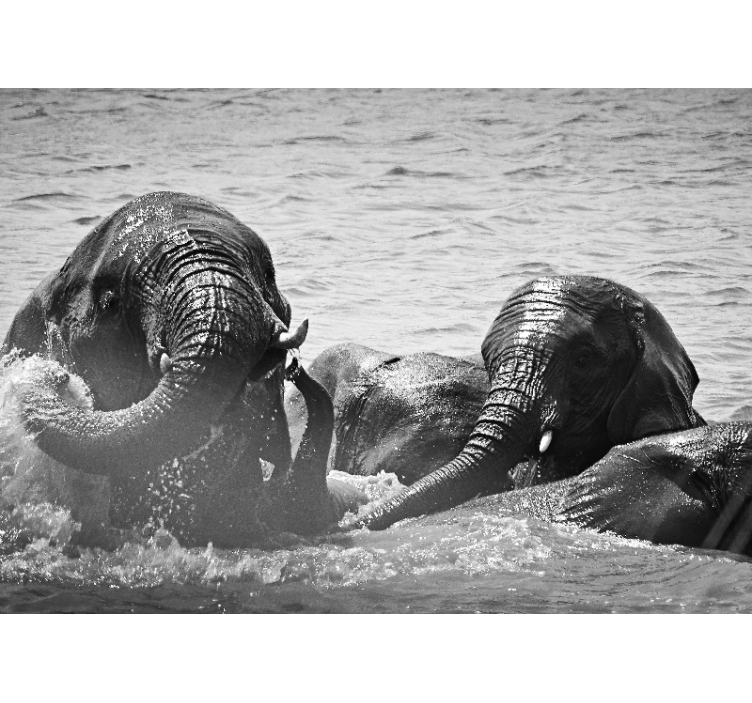 Mural de parede animais elefantes em líquido - TenStickers