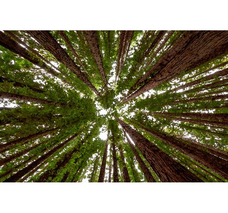 Aquarela de alta floresta natureza fotomural - TenStickers