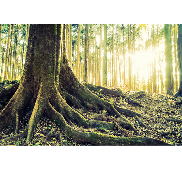 Floresta dourada com fotomural de parede de natureza de  - TenStickers