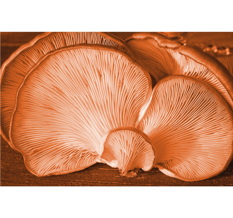 Fotomurais flores com textura de cogumelo - TenStickers