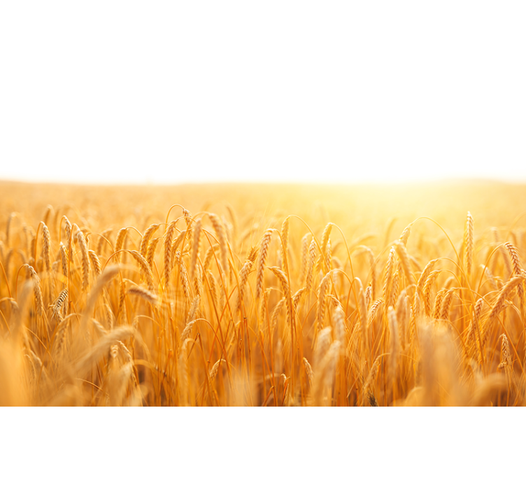 Mural de parede natureza campo de grãos dourados - TenStickers