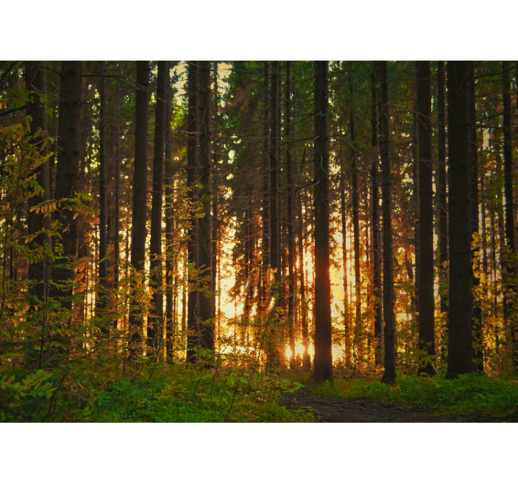 Mural de parede bosques silhuetas de Árvores ao pôr do sol - TenStickers
