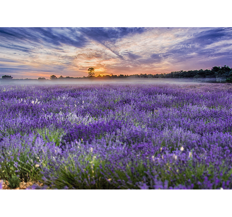 Fotomurais de paisagens Cores estéticas do campo lavanda - TenStickers