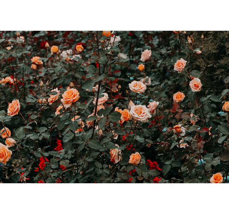 Mural de parede flores rosas em flor - TenStickers