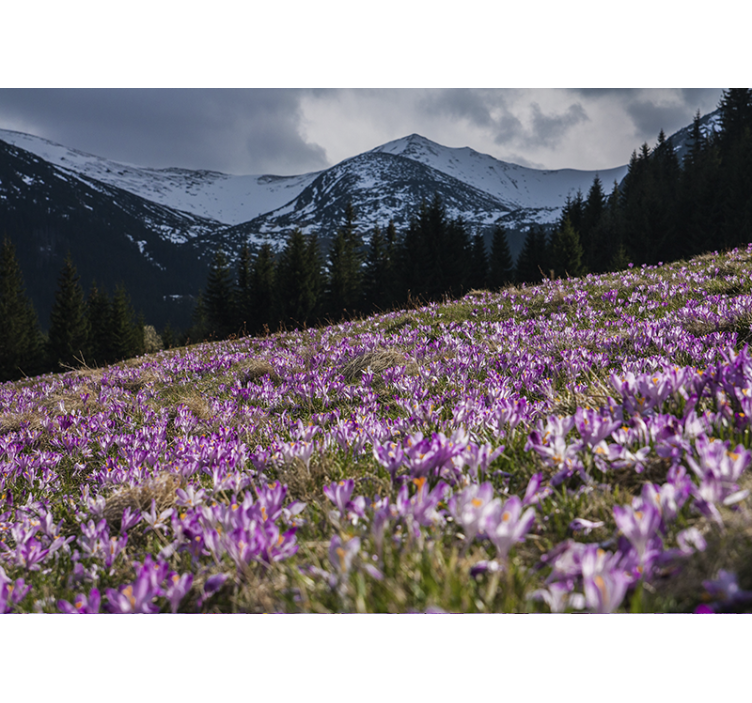Fotomurais flores campo de flores de crocus - TenStickers